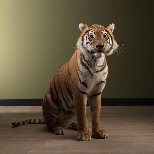 Tijger Zittend Taxidermie Opgezette Dieren By Max, Verzamelen, Dierenverzamelingen, Opgezet dier, Nieuw, Wild dier, Ophalen of Verzenden
