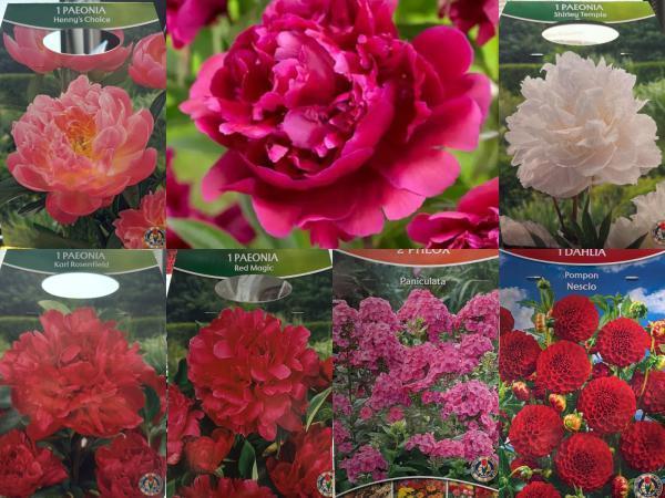 Veiling - Pioenrozen Mix – 5 Soorten | Paeonia Collectie |, Jardin & Terrasse, Bulbes & Semences