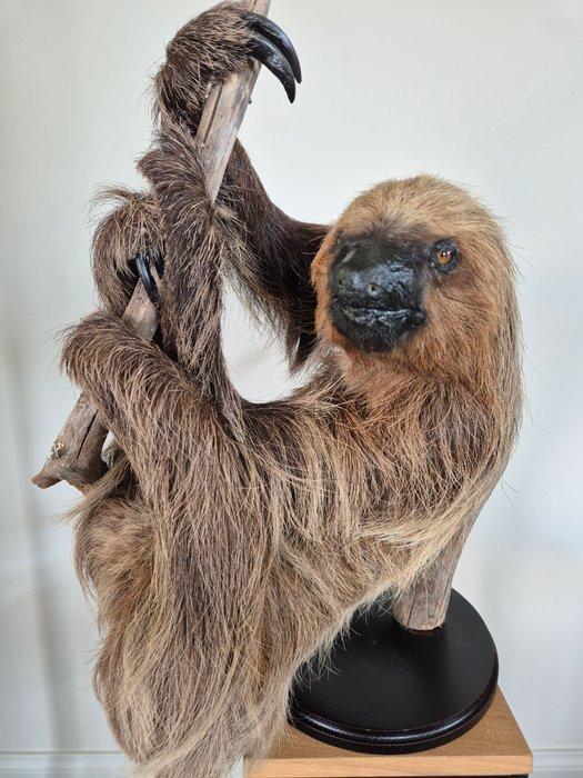 Luiaard Taxidermie volledige montage - Choloepus didactylus, Verzamelen, Dierenverzamelingen