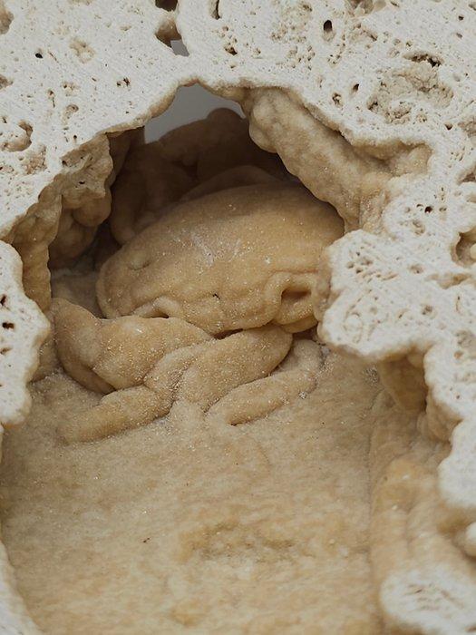 Krab - Fossiel skelet - 115 mm - 145 mm (Zonder, Verzamelen, Mineralen en Fossielen