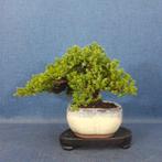 Bonsaï Genévrier (Juniperus) - Hauteur (arbre) : 16 cm -