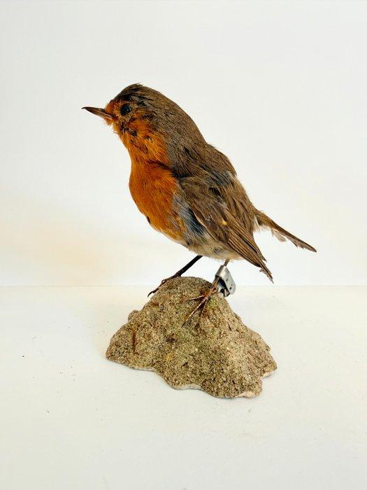 European Robin Taxidermie volledige montage - Erithacus, Verzamelen, Dierenverzamelingen