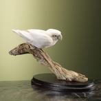 Witte Agapornis Taxidermie Opgezette Dieren By Max, Verzamelen, Ophalen of Verzenden, Nieuw, Vogel, Opgezet dier