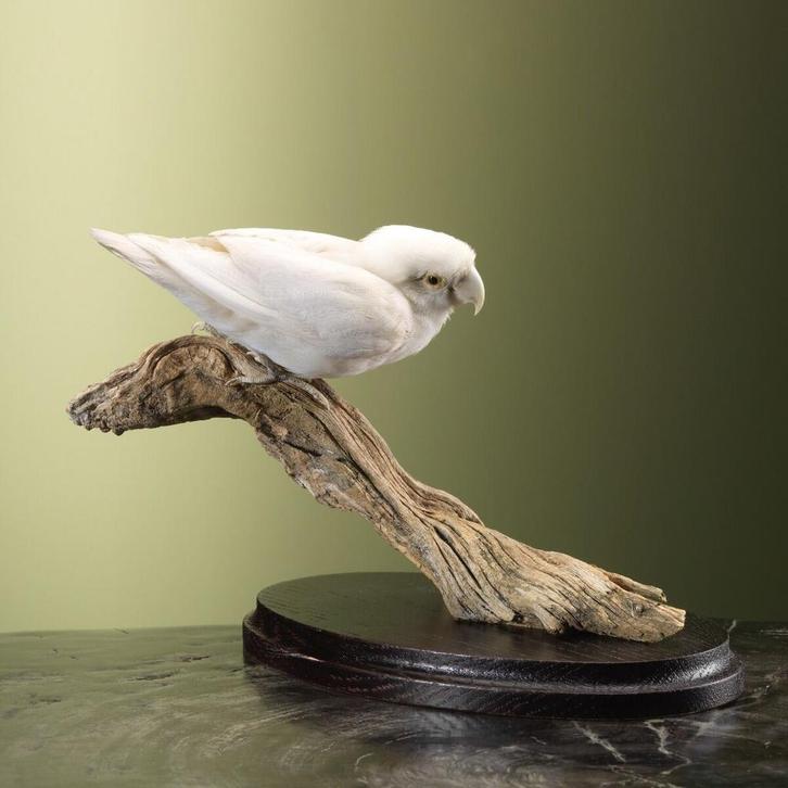Witte Agapornis Taxidermie Opgezette Dieren By Max, Verzamelen, Dierenverzamelingen, Opgezet dier, Nieuw, Vogel, Ophalen of Verzenden