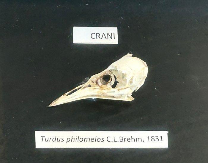 Schedels van gewervelde dieren Vogelschedel - Passer, Antiek en Kunst, Curiosa en Brocante