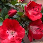 Azalée Satsuki Bonsai ‘Benibeni’ - Hauteur (arbre) : 22 cm -