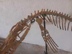 Zeereptiel - Fossiel skelet - Mosasaurus sp. - 2.5 m - 70 cm