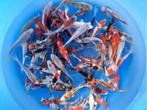 Tanaka H. 14-17cm  tosai mix (Japanse Koi), Ophalen of Verzenden, Nieuw