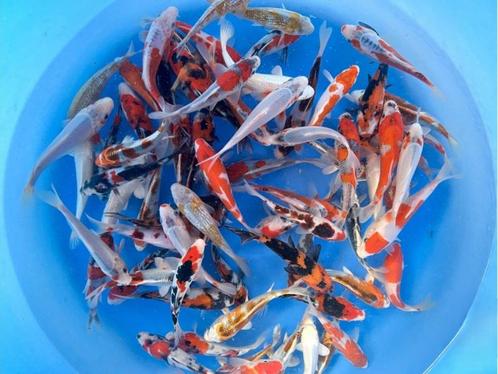 Tanaka H. 14-17cm  tosai mix (Japanse Koi), Tuin en Terras, Vijvers, Nieuw, Ophalen of Verzenden
