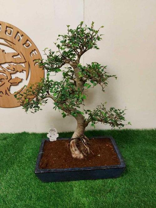Japanese iep bonsai (Zelkova) - Hoogte (boom): 50 cm -, Antiek en Kunst, Curiosa en Brocante