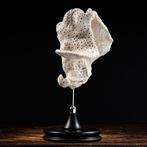 Vraiment rare branche de corail - corail blanc festonné -, Verzamelen, Nieuw