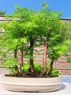 metasequoia bos in bonsaischaal - Hoogte (boom): 30 cm -