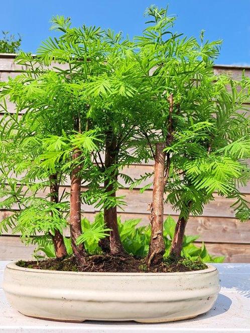 metasequoia bos in bonsaischaal - Hoogte (boom): 30 cm -, Antiek en Kunst, Curiosa en Brocante