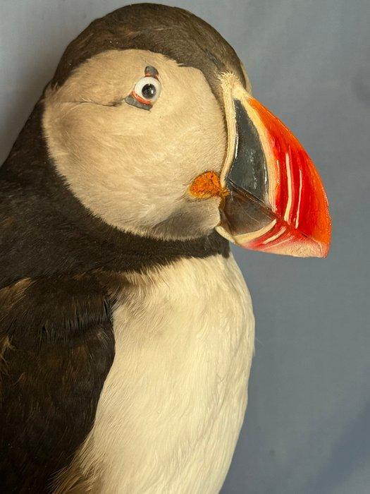 Pulcinella van de zee Taxidermie volledige montage -, Verzamelen, Dierenverzamelingen