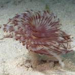 Sabellastarte Spectabilis (Kokerworm), Divers, Verzenden