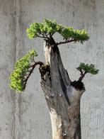 Jeneverbes bonsai (Juniperus) - Hoogte (boom): 70 cm -