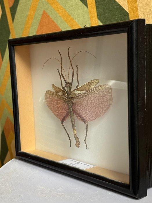 Insekt Taxidermie wandmontage - Heteropteryx dilatata - 18, Antiek en Kunst, Curiosa en Brocante