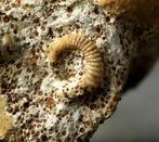 Zeldzaam - Een fijne onopgerolde ammoniet en 2 schelpen. -