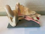 Medisch instrument - Anatomisch model - Gips, Hout (Berk)