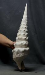 Reusachtige fossiele schelp - Gefossiliseerd dier -, Verzamelen