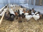 legkippen sierkippen kippen ruimste keuze van Vlaanderen, Dieren en Toebehoren, Nieuw, Overige typen, Ophalen