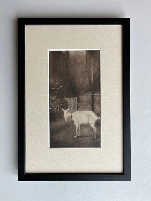 Jan Mankes (1889-1920) - Oude geit, Antiek en Kunst, Antiek | Overige Antiek