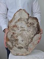Fossiel hout - Gefossiliseerd hout - 41 cm - 28 cm, Collections