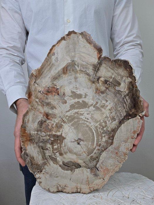 Fossiel hout - Gefossiliseerd hout - 41 cm - 28 cm, Collections, Minéraux & Fossiles