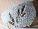 RAPTOR-dinosaurus - Gefossiliseerde voetafdruk - Foot print