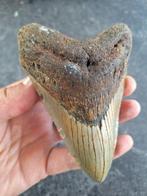 Megalodon - Fossiele tand - Otodus (Carcharocles) megalodon, Verzamelen