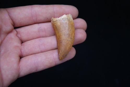 Dinosaurus - Fossiele tand - Carcharodontosaurus saharicus -, Verzamelen, Mineralen en Fossielen