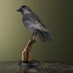 Corbeau Support de corps entier pour taxidermie - Corvus, Verzamelen, Dierenverzamelingen, Nieuw