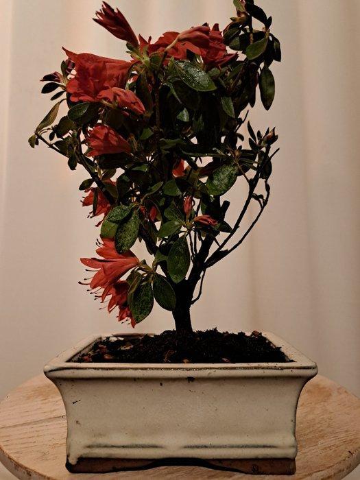 Azalea Bonsai - Hoogte (boom): 21 cm - Diepte (boom): 17 cm, Antiquités & Art, Curiosités & Brocante