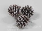 Dennenappels Pinecone Snow op draad ca. 4,5cm Bundel van 3, Nieuw