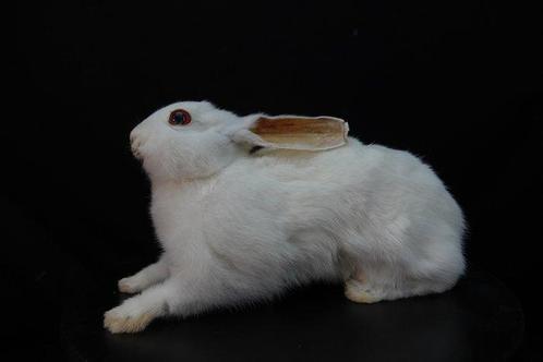 white Rabbit - Taxidermie volledige montage - Oryctolagus, Verzamelen, Dierenverzamelingen