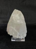 Zeester - Fossiel bot - Loriolaster mirabilis - 16 cm - 10, Verzamelen