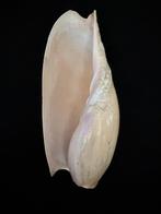 Escargot de mer Coquillage marin - S-123 CYMBIUM CYMBIUM, Nieuw