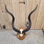 Trophée de chasse, Verzamelen, Dierenverzamelingen, Nieuw