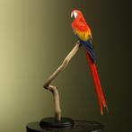 Ara Support de corps entier pour taxidermie - Ara macao - 85, Nieuw