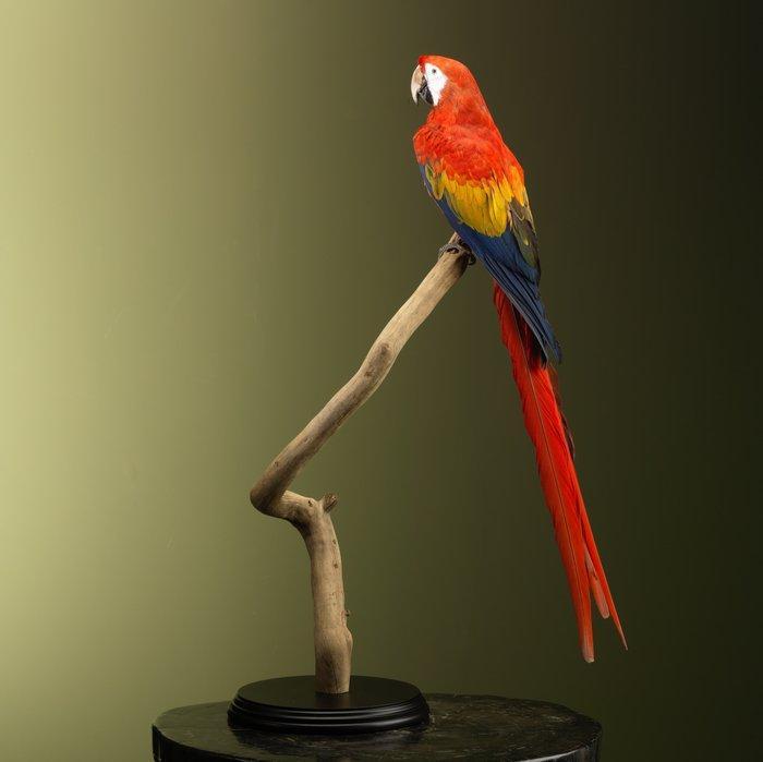 Ara Support de corps entier pour taxidermie - Ara macao - 85, Verzamelen, Dierenverzamelingen