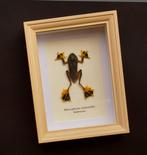Kikker Taxidermie volledige montage - Rhacophorus