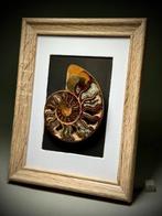 Prachtige decoratieve ammoniet in bijpassend displayframe -