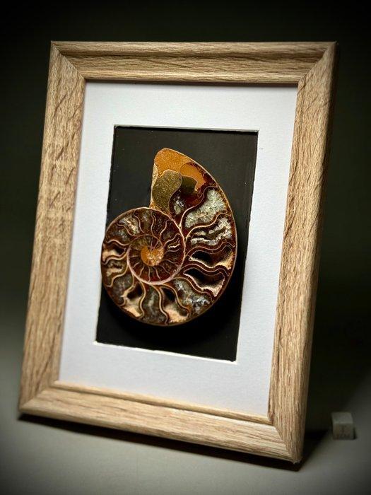 Prachtige decoratieve ammoniet in bijpassend displayframe -, Collections, Minéraux & Fossiles