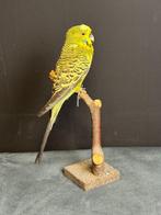 Grasparkiet Taxidermie volledige montage - Melopsittacus, Verzamelen, Nieuw