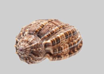 Objets de collection  Support mural pour taxidermie - Harpa