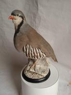 Chukar fazant Taxidermie volledige montage - Alectoris, Nieuw