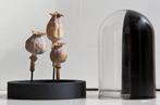Opio Taxidermie volledige montage - Papaver somniferum - 14