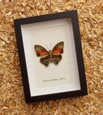 Papillon Support de corps entier pour taxidermie - Charaxes, Collections