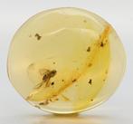 Amber - Barnsteen - Brachycera Fly Fossil Inclusion (2976) -