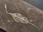 Grote witte bot Keichousaurus-skelet, dinosaurus - fossiel